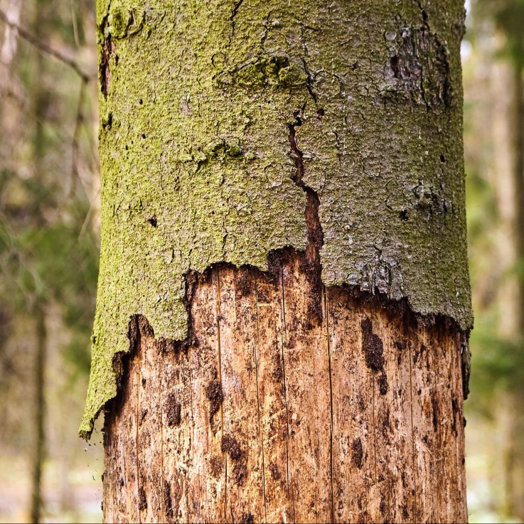 Diseased-Tree-Decaying-Bark-Wilson