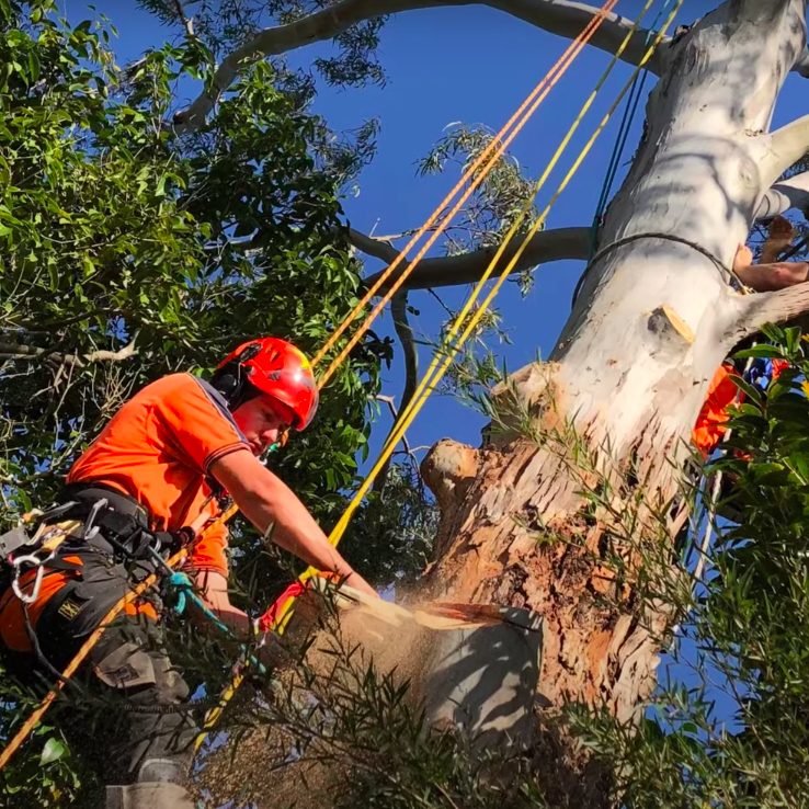 Tree Services Wilson County, NC | Tree Removal, Tree Trimming, Stump ...